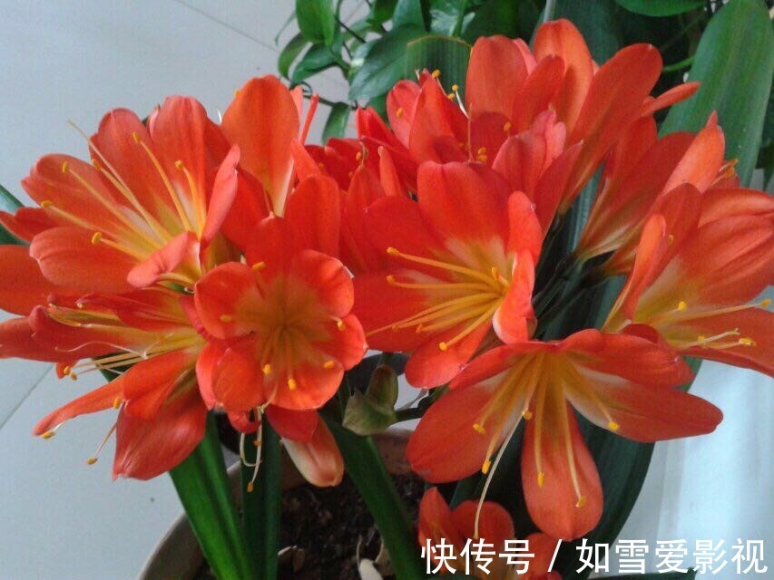 养20年的君子兰，长得就像“大白菜”，一盆就能长8根花箭