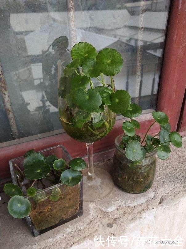 养花人的“抠”，家里东西不敢扔，拿来养花最合适