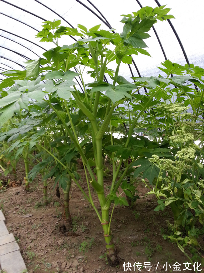 价值|乡下这种野草,具有“长生不老之功效”,价值极高,你认识它吗