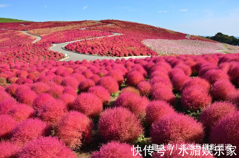 扫把草|日本“花海”吸引游客围观，国人看后纳闷这不就是片扫把吗