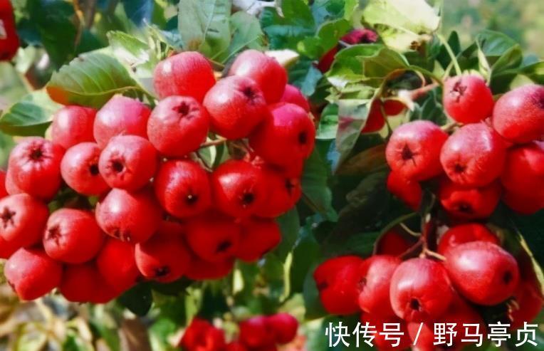 长寿|想长寿要多吃三种食物,排毒养颜,延缓衰老,好吃又健康!