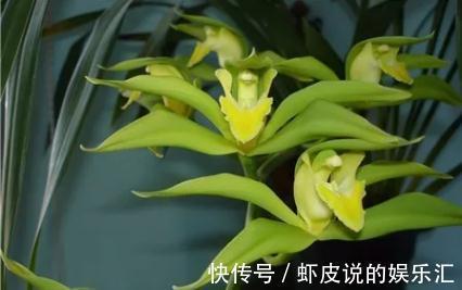 怎样养殖好寒兰