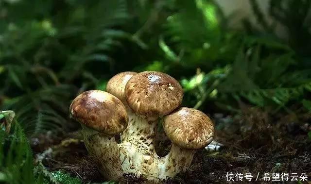 丛林|在香格里拉神秘丛林里,松茸才是大自然孕育出的天然美味