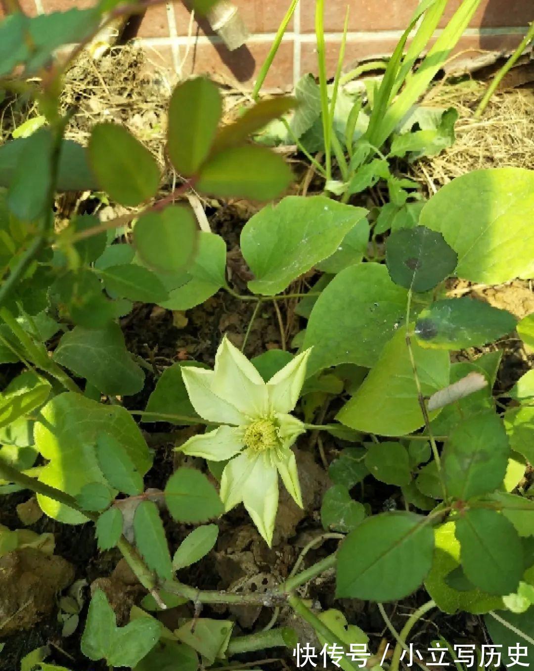 洋朱|缺德商贩，把“绿化草”包装成“进口花”来卖，上当的人真不少