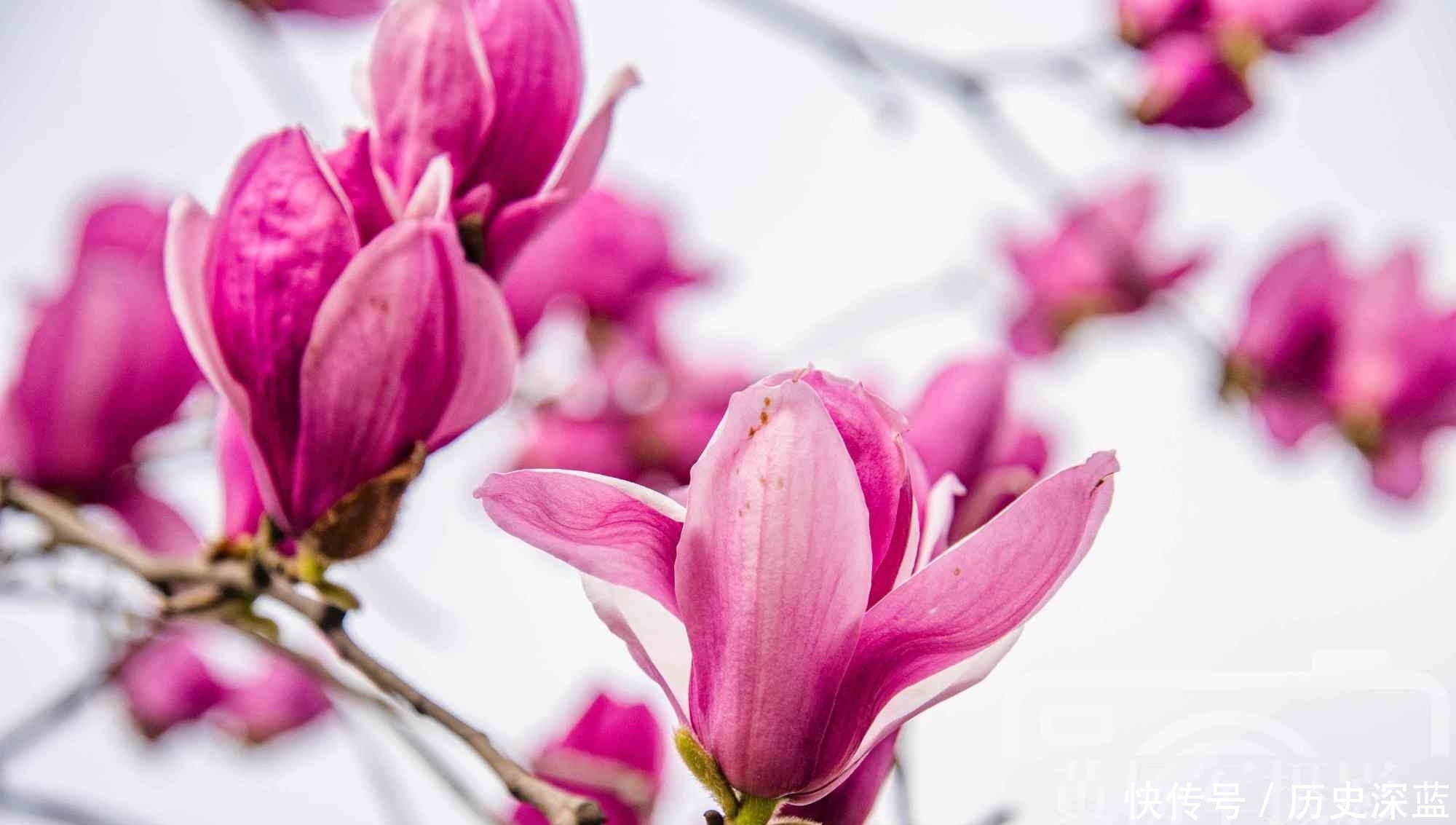  辛夷花盛开的娇美，紫红色的花朵非常漂亮，花开美丽别致