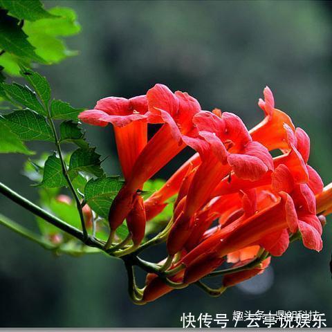 5款吊起来养的开花植物,简直美爆啦!以及它的保养方法