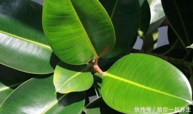 橡皮树长得那么慢,叶片开始没光泽,它爱吃的“零食”你喂了吗!