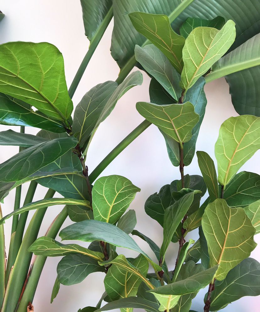 超美的几种绿植,气质好有品味,还能增强室内层次感