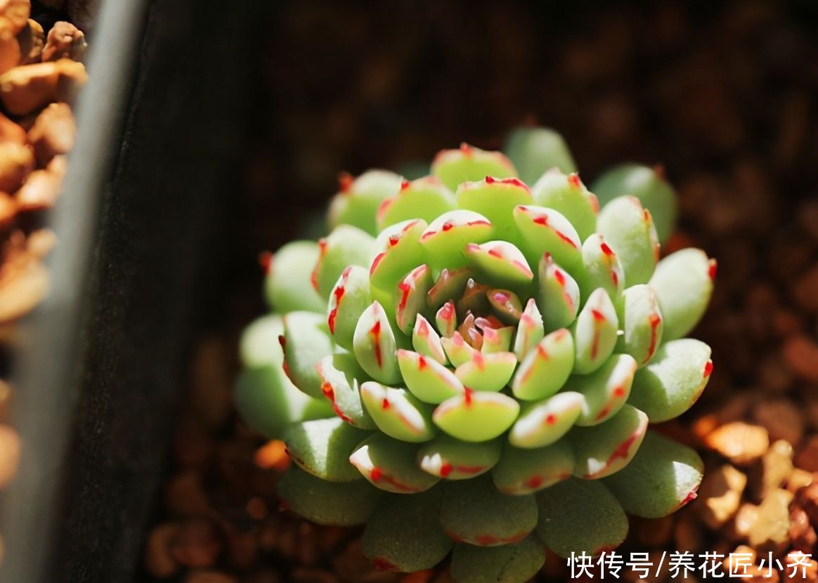 养多肉土不好，容易烂根黑腐，准备两样“物质”，自己配出多肉土