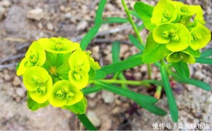 猫眼|乡下的野草,不仅凉血和止血,还治咳嗽,药用价值高,遇见请珍惜