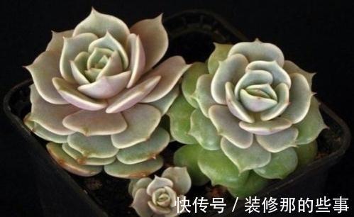 多肉植物|多肉静夜被誉为拟石莲花属超级母本，衍生的后代个个高颜值
