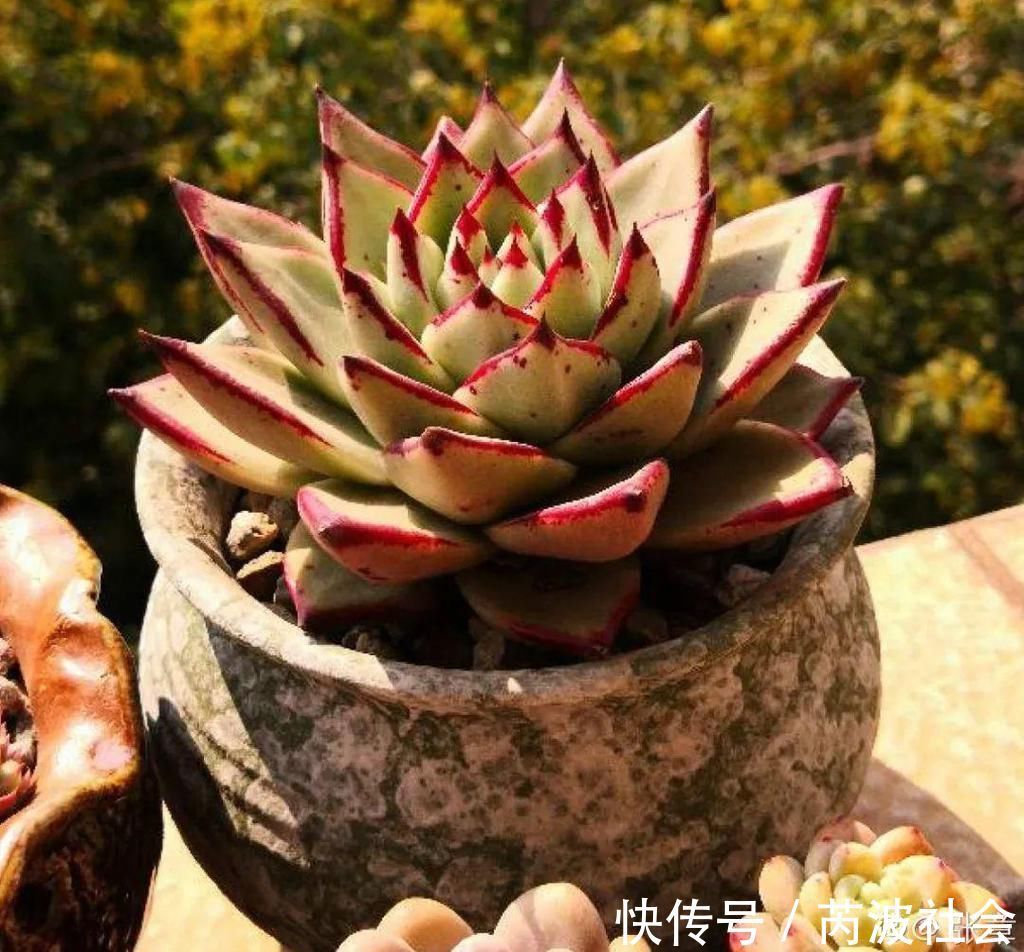 寒潮过后，多肉美出天际，颜色鲜艳明亮，真馋人！