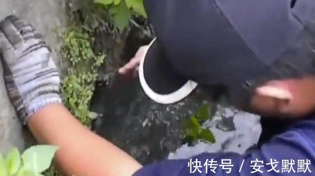 大鱼|男子花费5个多小时呆在臭水沟,竟然只为了带到这条金色的大鱼!