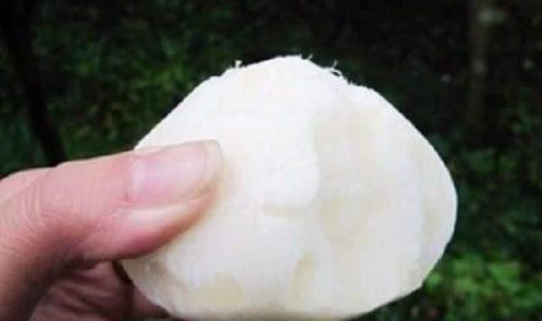 种子含毒根却被人广泛食用，南方人当水果吃，北方人当蔬菜