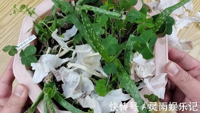 食用盐|大蒜皮是个宝，扔掉就是浪费钱，这些用途太厉害，真是涨知识