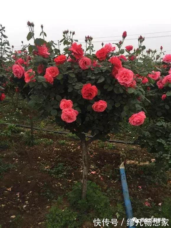 月季养成树，开花一团团，轻松开成大花球，阳台也能养得好！