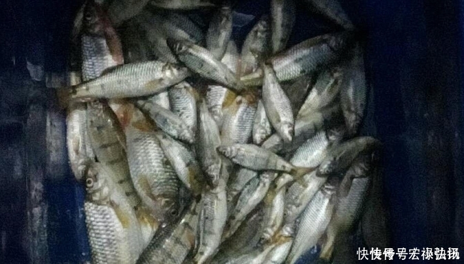 石斑|这种叫“溪石斑”的小鱼,以前很多,如今上百元一斤,你认识吗