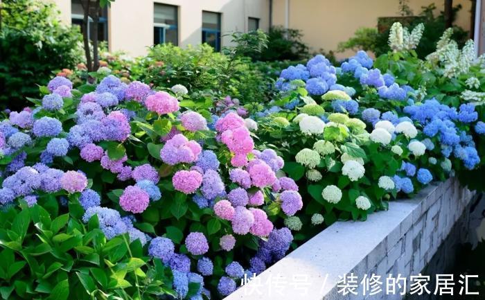 5种“漂亮花”，别随便晒太阳，晒得越多，开花越少，别弄反了