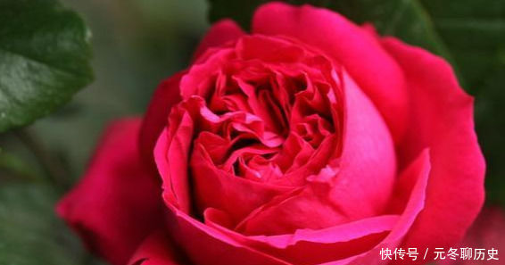 花香|此花漂亮,四季开花,花量巨大,好种植,香气四溢,一花香一阳台