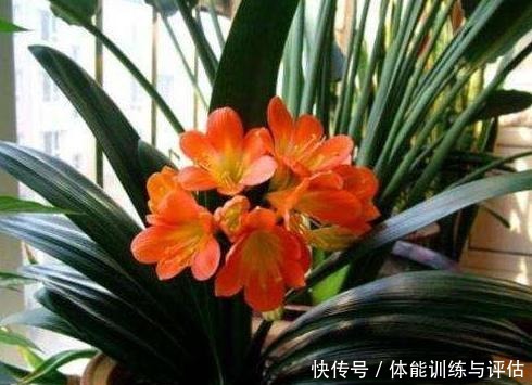 1种东西,人人都见过,砸碎晒一晒,养花盆里加一勺,叶绿花也多!