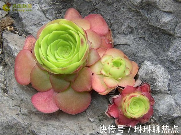 蓝豆|6种越晒越香的多肉植物！