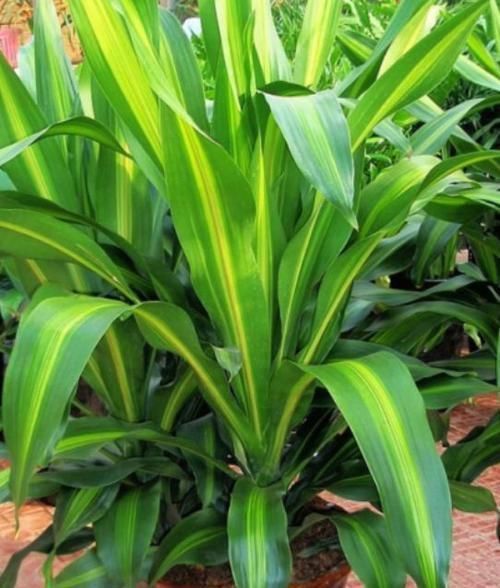 肥料|家里养这几款植物,娇小不占地,财源滚滚来,懂花的人都在养