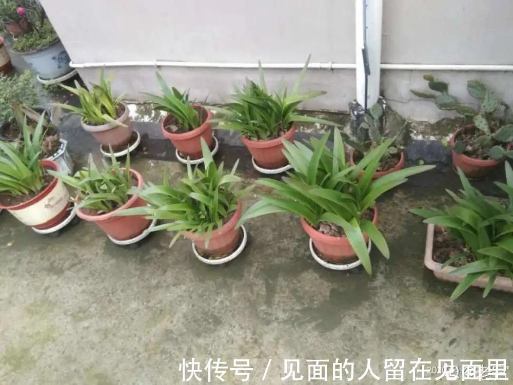 土朱|朱顶红埋土里，如何能年年开花，球变大、变多？