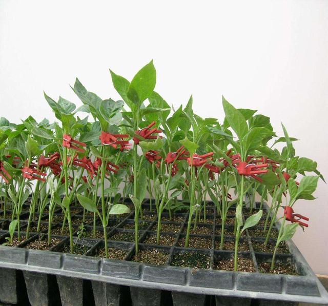 阳台种辣椒,1个油桶用处大!装满肥土,家里辣椒吃到秋天!