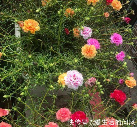 风雨兰|夏季的开花劳模，越热越开爱花，很好养，又漂亮