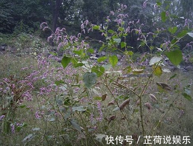 晕车症|农村里用来喂猪的野草,城里人用它来治疗晕车症,百试百灵