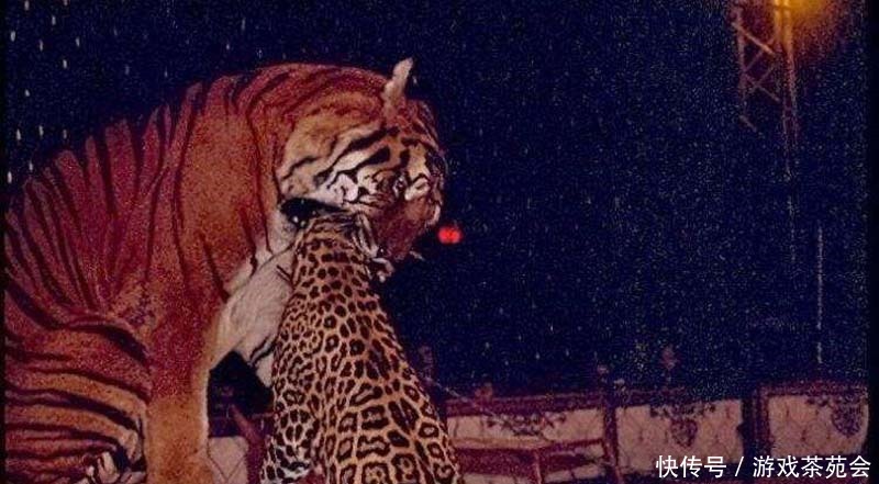 消失|当老虎从地球上消失,人类会受到什么影响专家后果难以想象