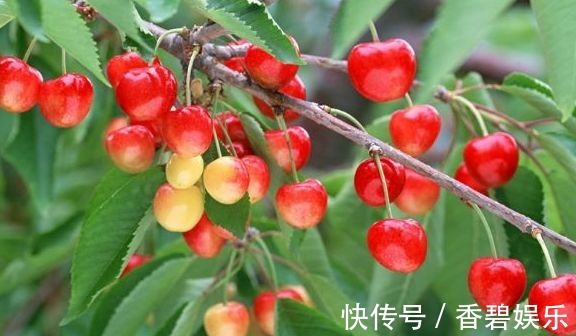 樱桃|很有营养的3种食物,要坚持吃一些,排毒养颜,越活越年轻!