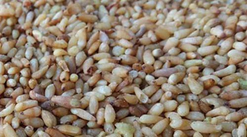 它是天然“助眠药”，睡前吃一点，宁心安神，让你轻松入睡