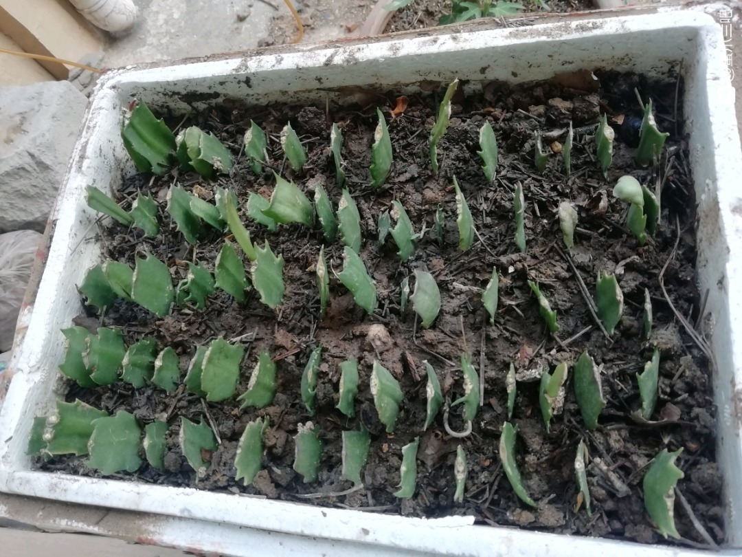 叶片|8种花夏天太容易死,现在赶紧扦插,死了也不心疼!