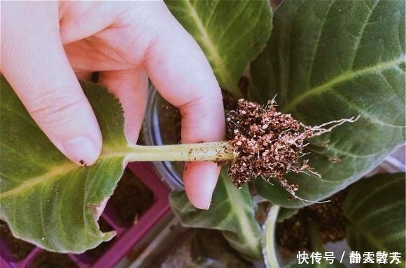盆栽花|一种四季开花的花，用叶子都能“插活”，漂亮又好养，不养可惜了！