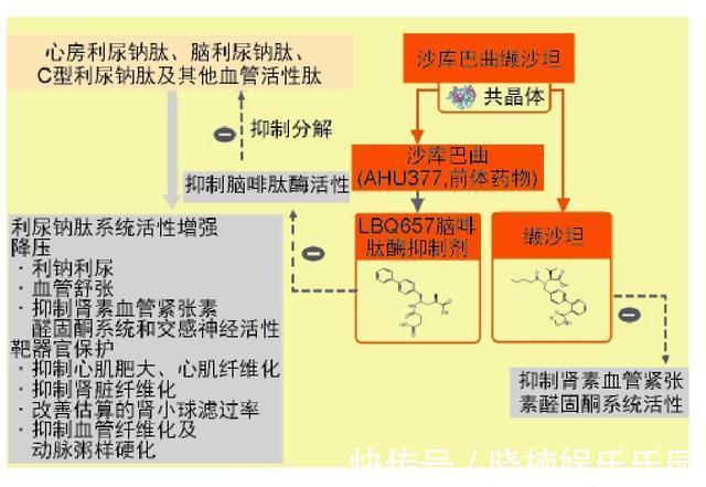 药物|治高血压有了新靶点，全球首个药物强效降压，保护心肾血管降尿酸