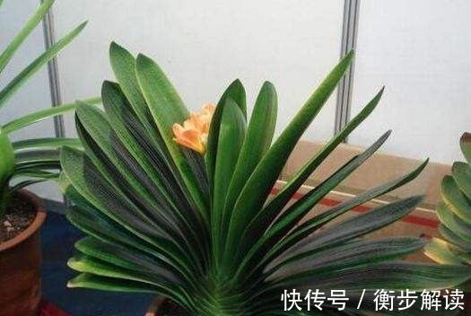 养君子兰|养君子兰,花盆里埋上10粒它,3个月蹿出4片新叶,开花50朵