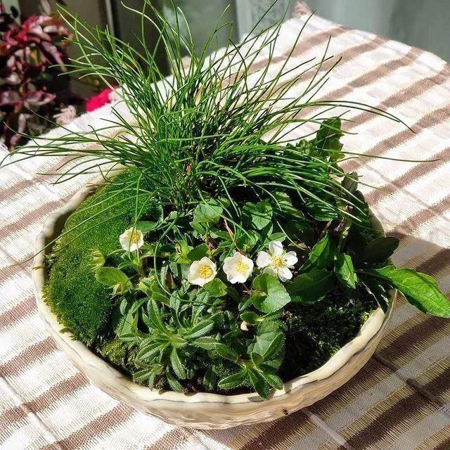 山野草，也高雅！