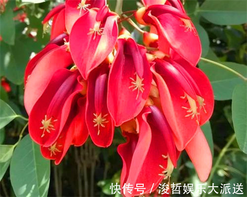妙招|色彩斑斓的刺桐怎么养教你3个养护刺桐的小妙招,花开艳丽美观