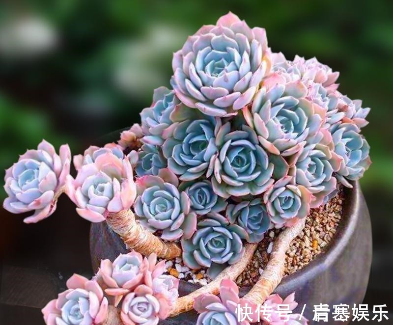 品种|张大哥养肉10多年,总结出4个“耐热品种”,肉迷都喜欢