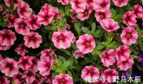 福禄考|庭院选这几款花，花姿妖娆，盛开时繁花似锦，花色美轮美奂