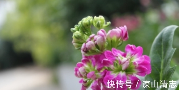 一般人都不告诉,立春过后多养吉祥花,富贵平安,酱香四溢还开胃