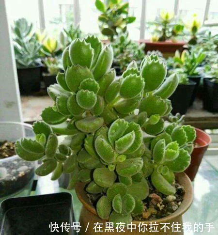 一种养花万能土，满足花卉生长需求，透气透水不烂根