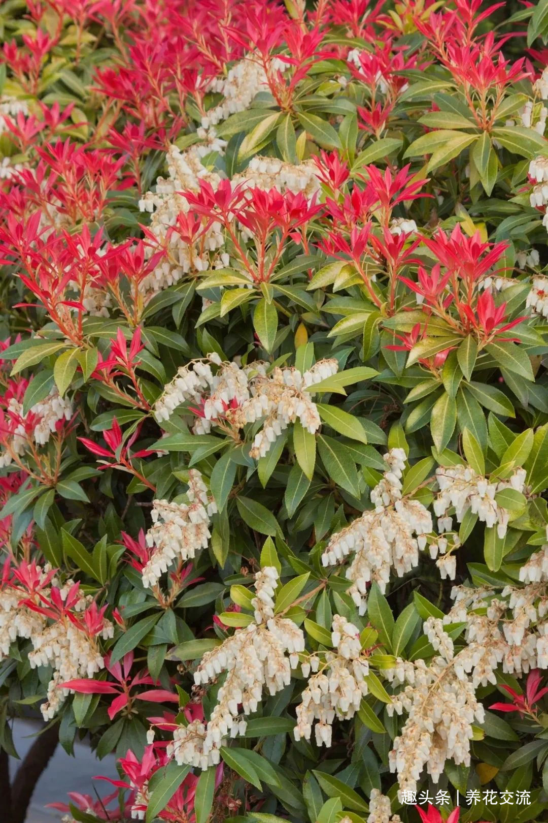 耐寒|13种耐寒的盆栽花卉，零下20多度可存活，大部分南方也能种