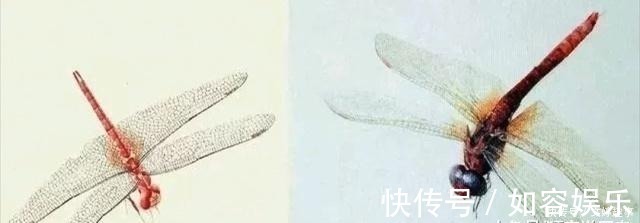 国画&冷军用4000万像素蜻蜓,比拼齐白石的蜻蜓,却输了细节