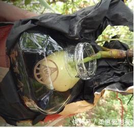 五粮液“永不分梨”酒,整梨是怎么放进去的?