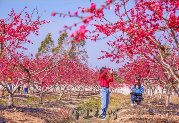 丰良镇|这一幅幅美轮美奂的客都春花图，每张都是壁纸！