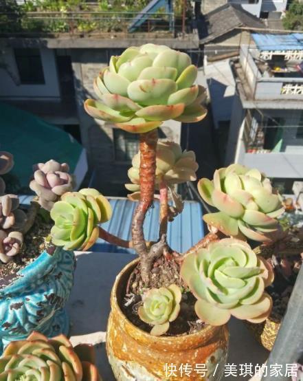 多肉碧桃|10月后养多肉碧桃,了解掌握4个要点,根茎健壮叶肥美