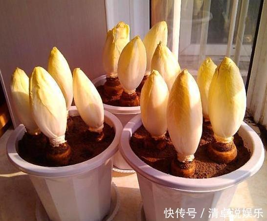 菊苣根别名叫什么