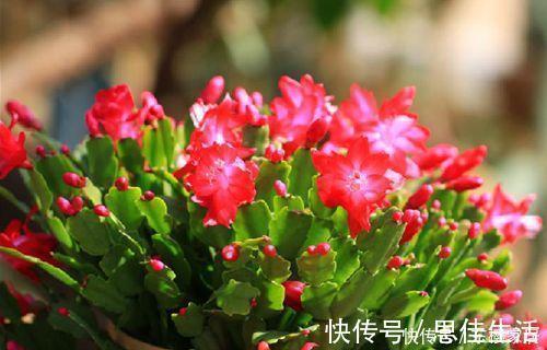 黄叶|蟹爪兰有5怕,了解掌握,不黄叶不掉花苞,越长越旺!